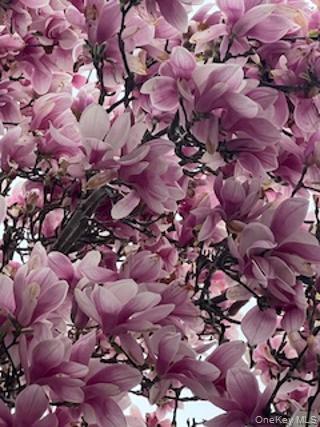 79 Amy Drive, Sayville, NY 11782