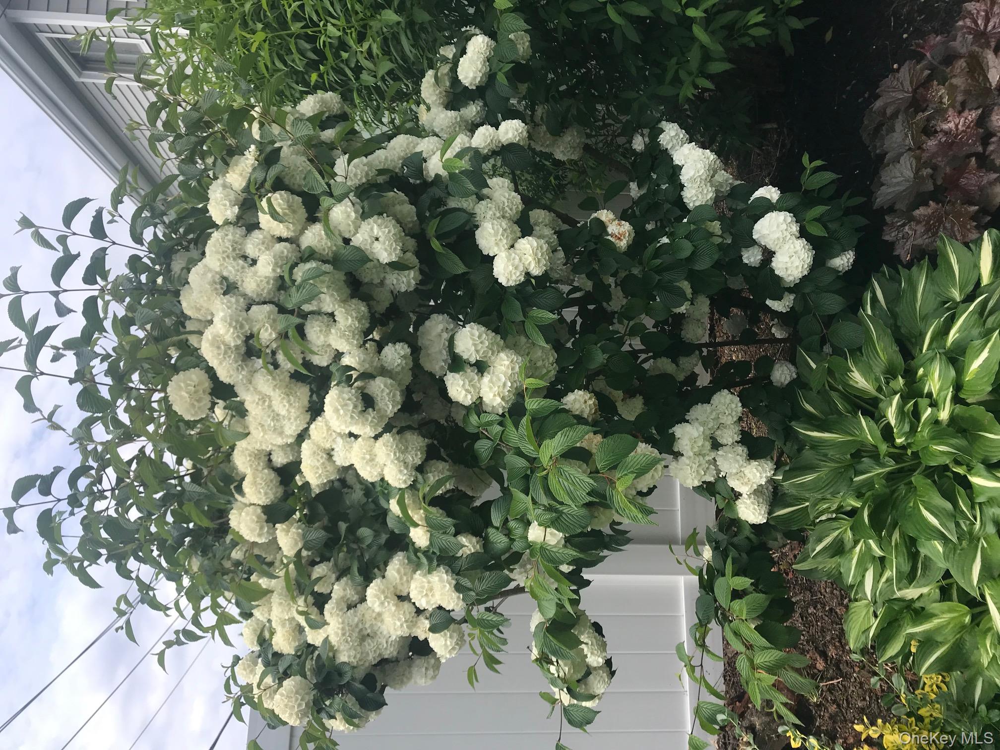 8 Sagamore Way S, Jericho, NY 11753