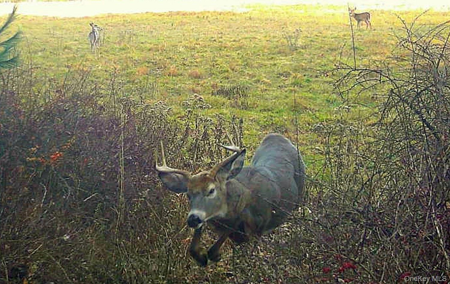 342 Bernas Road, Cochecton, NY 12726