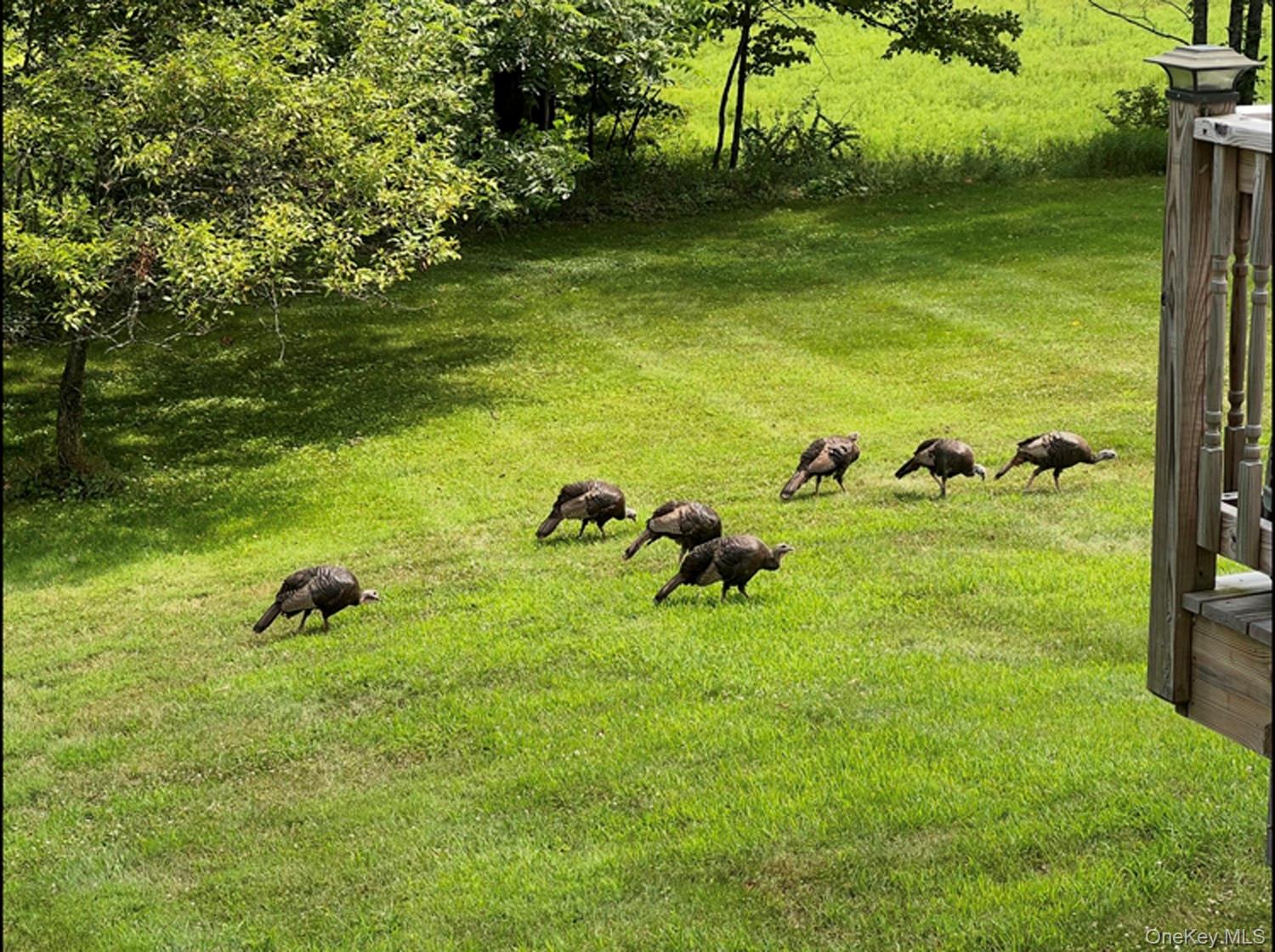 342 Bernas Road, Cochecton, NY 12726