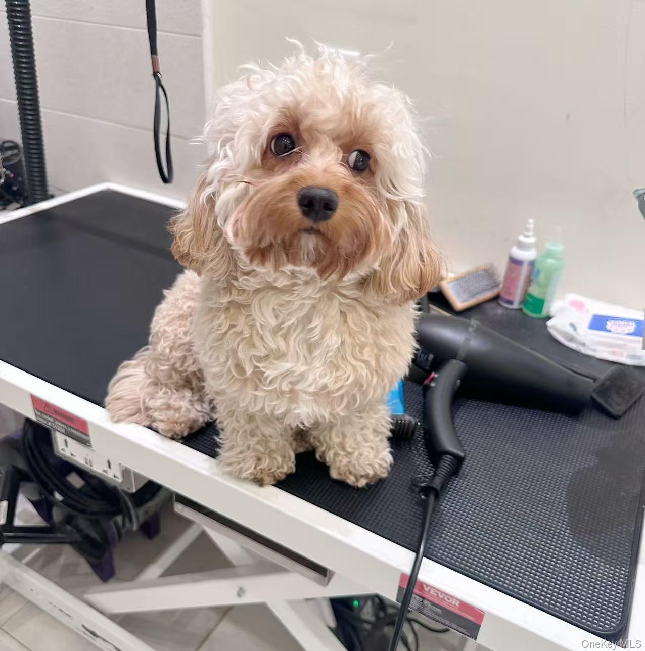 15 Cutter Mill Road, Great Neck, NY 11021