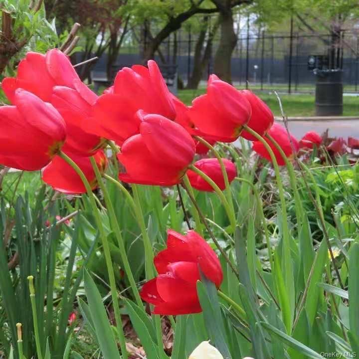 4618 161st Street # C4, Flushing, NY 11358