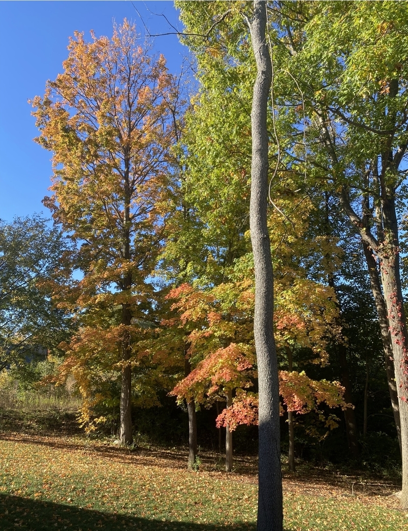 505 Timber Oak Lane, Yorkville, IL 60560