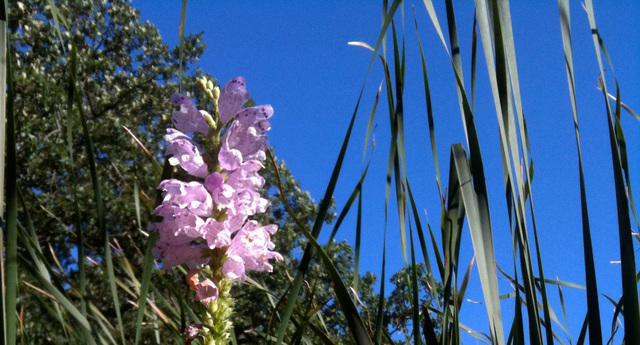 26376 N FARWELL Road, Mettawa, IL 60045