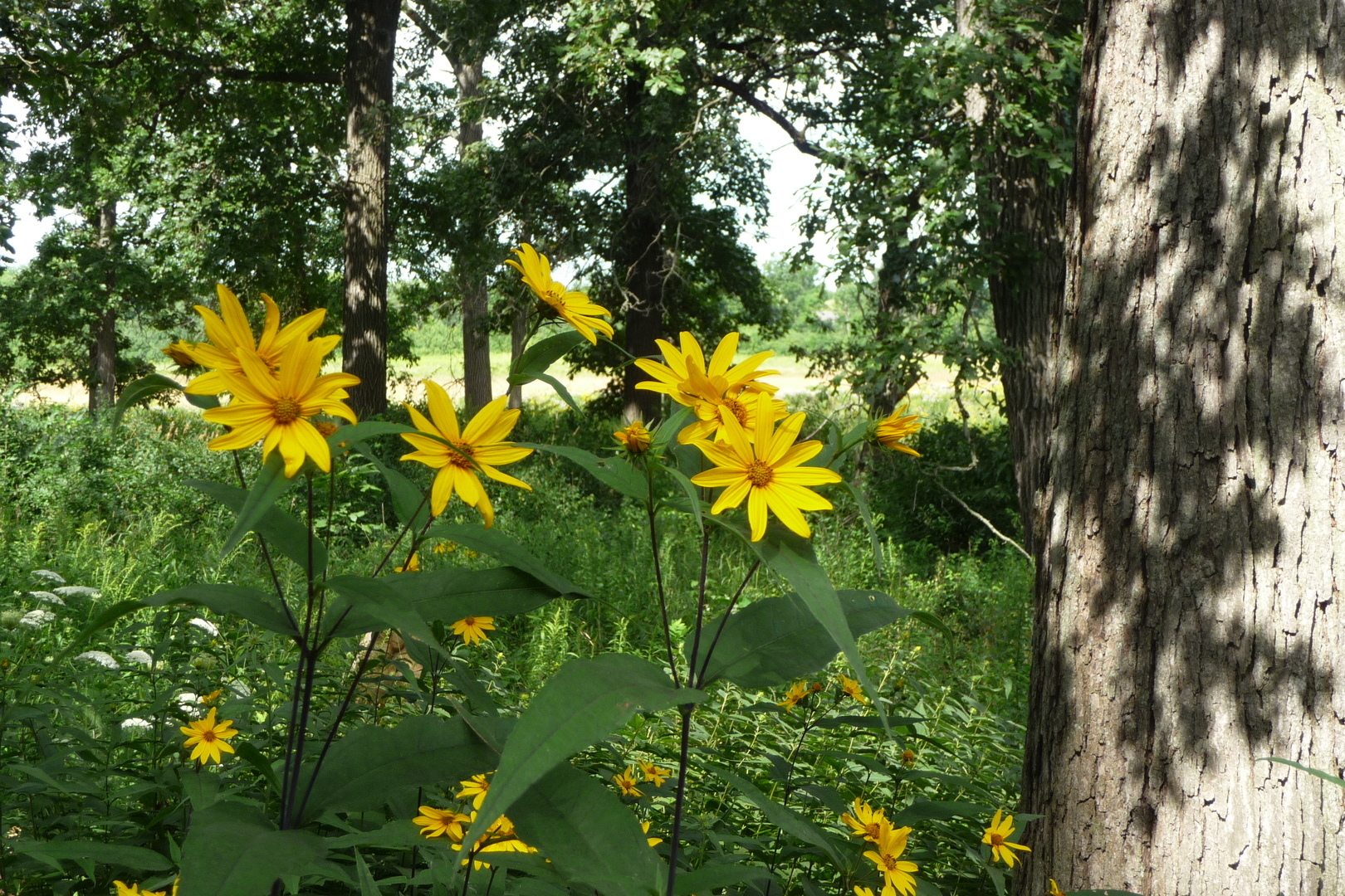 26376 N FARWELL Road, Mettawa, IL 60045