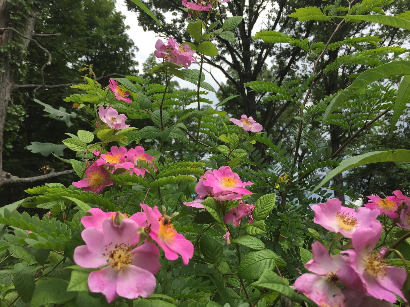 26366 N FARWELL Road, Mettawa, IL 60045