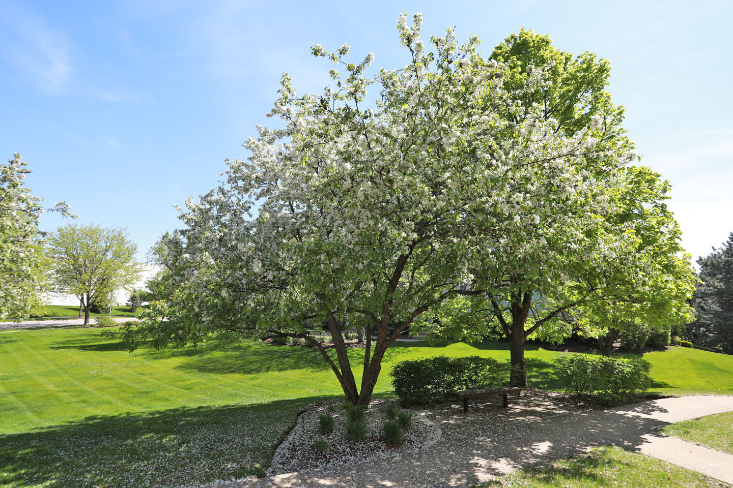 1403 New Haven Drive, Cary, IL 60013