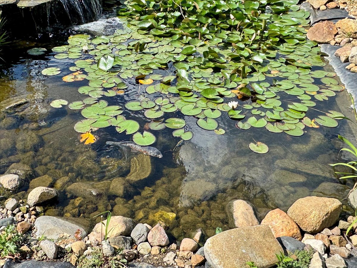 23875 E 00 N Road, Cropsey, IL 61731