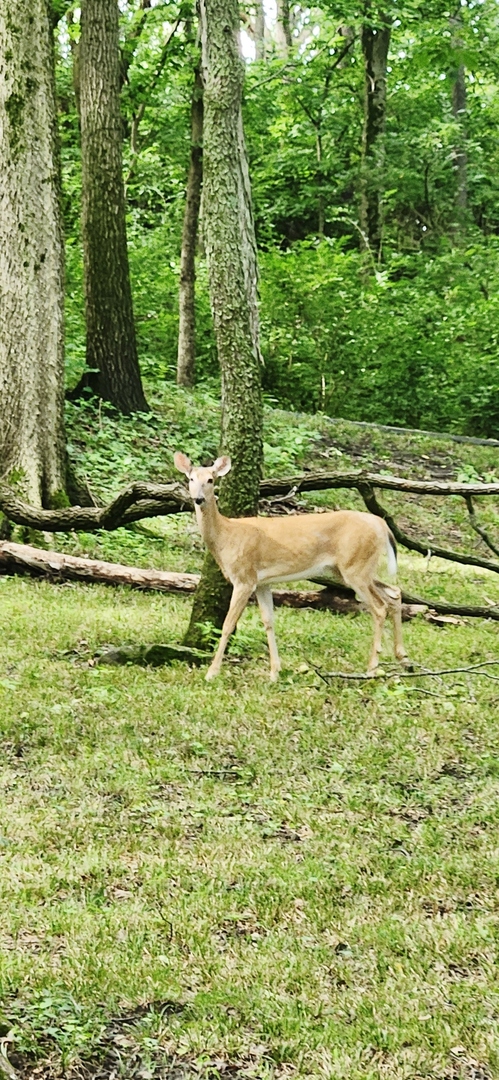 3085 W Southmor Road, Morris, IL 60450