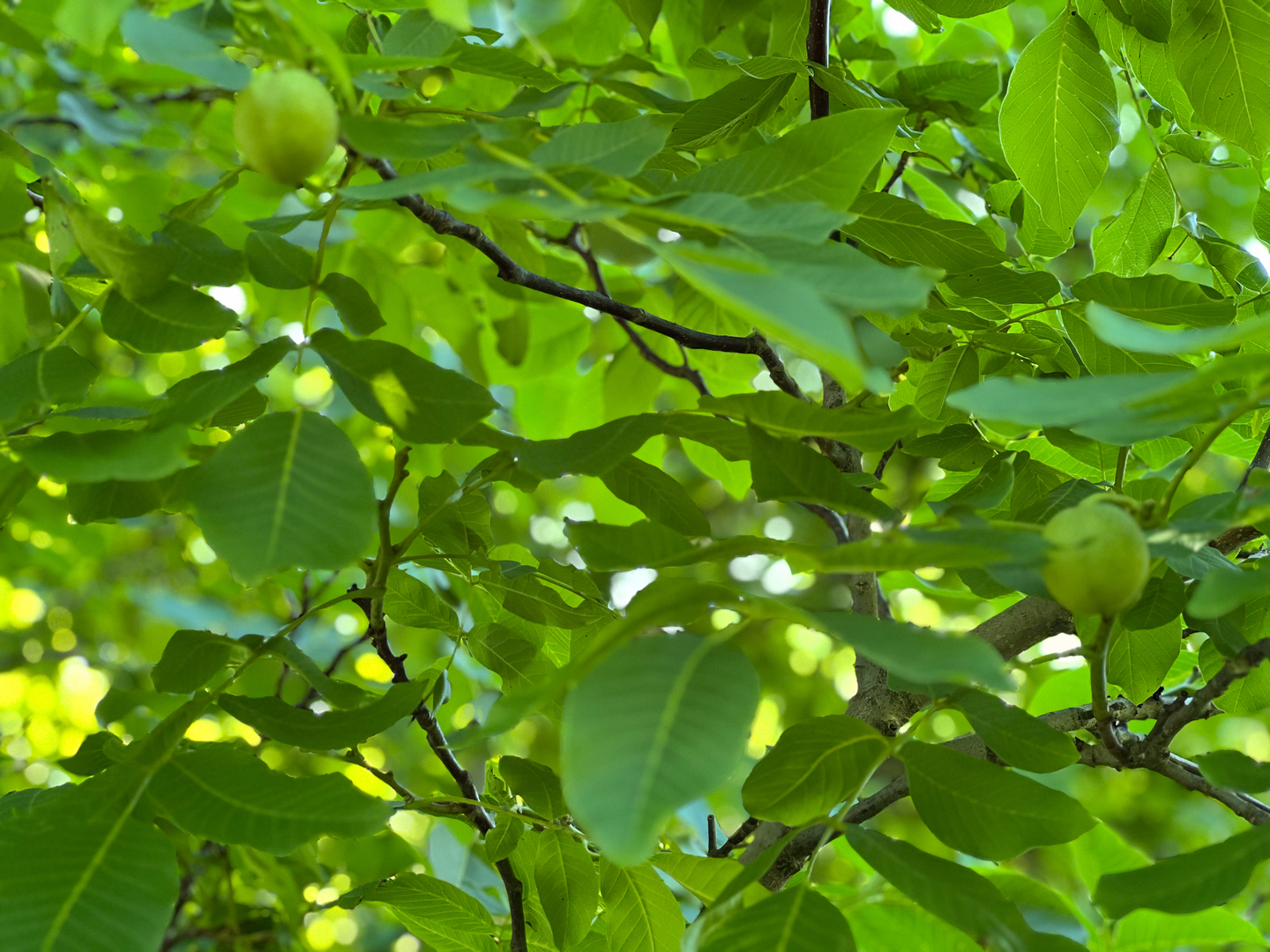 105 W C Street, Delavan, IL 61734