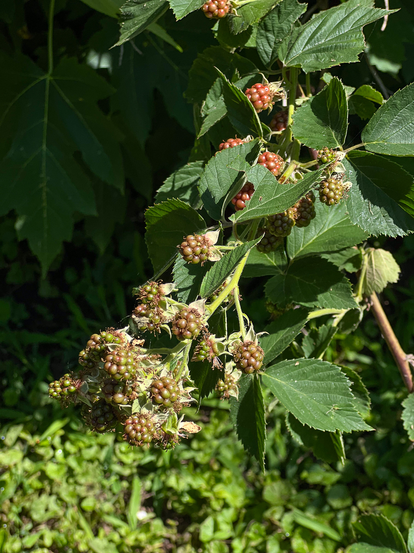 105 W C Street, Delavan, IL 61734