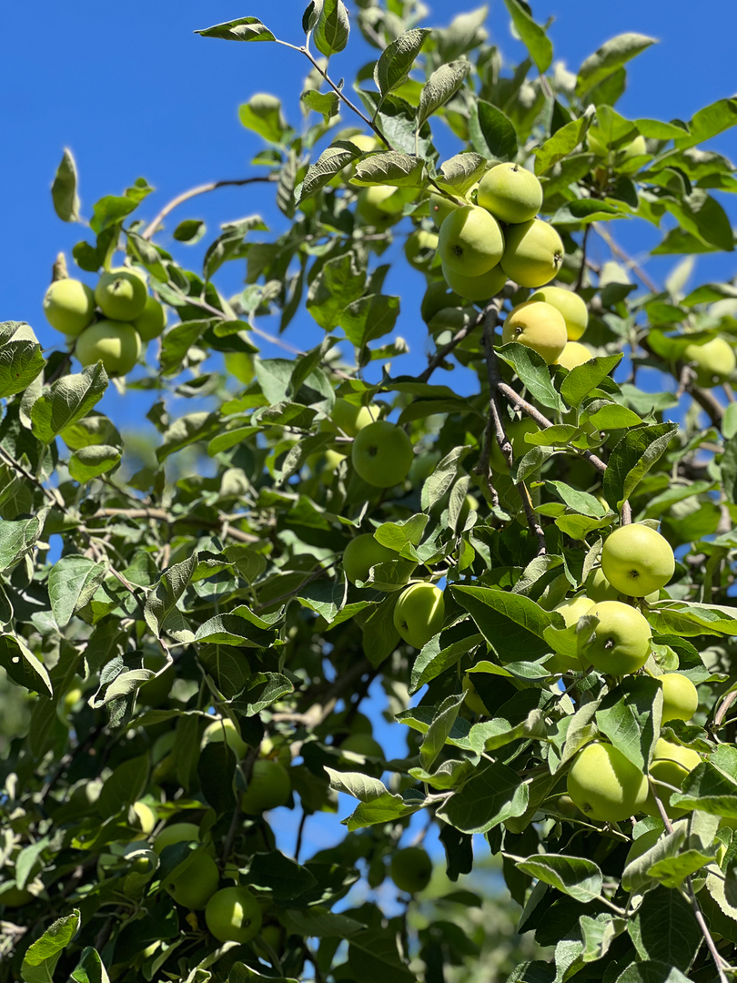 105 W C Street, Delavan, IL 61734