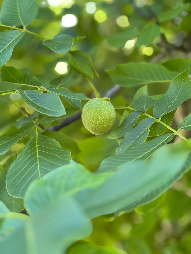 105 W C Street, Delavan, IL 61734