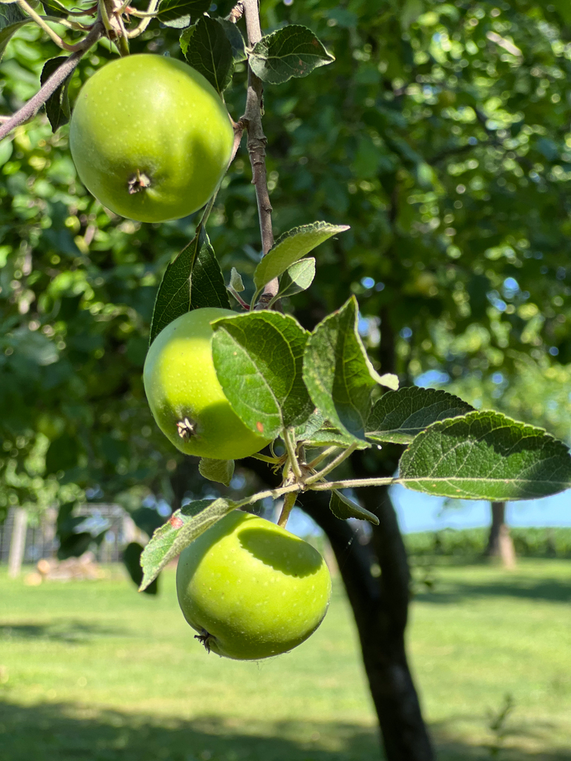 105 W C Street, Delavan, IL 61734