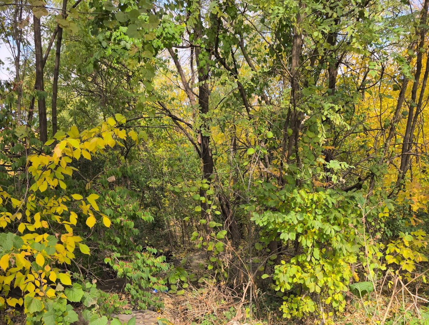 1213 W Park Front Street, Joliet, IL 60436