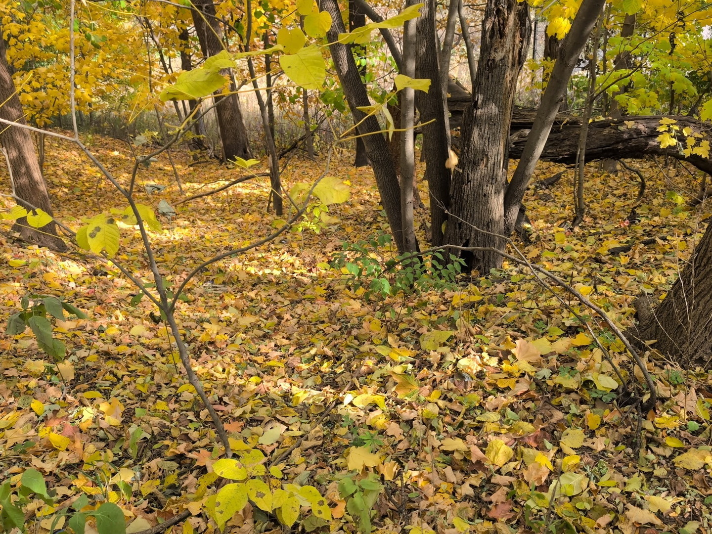 1213 W Park Front Street, Joliet, IL 60436