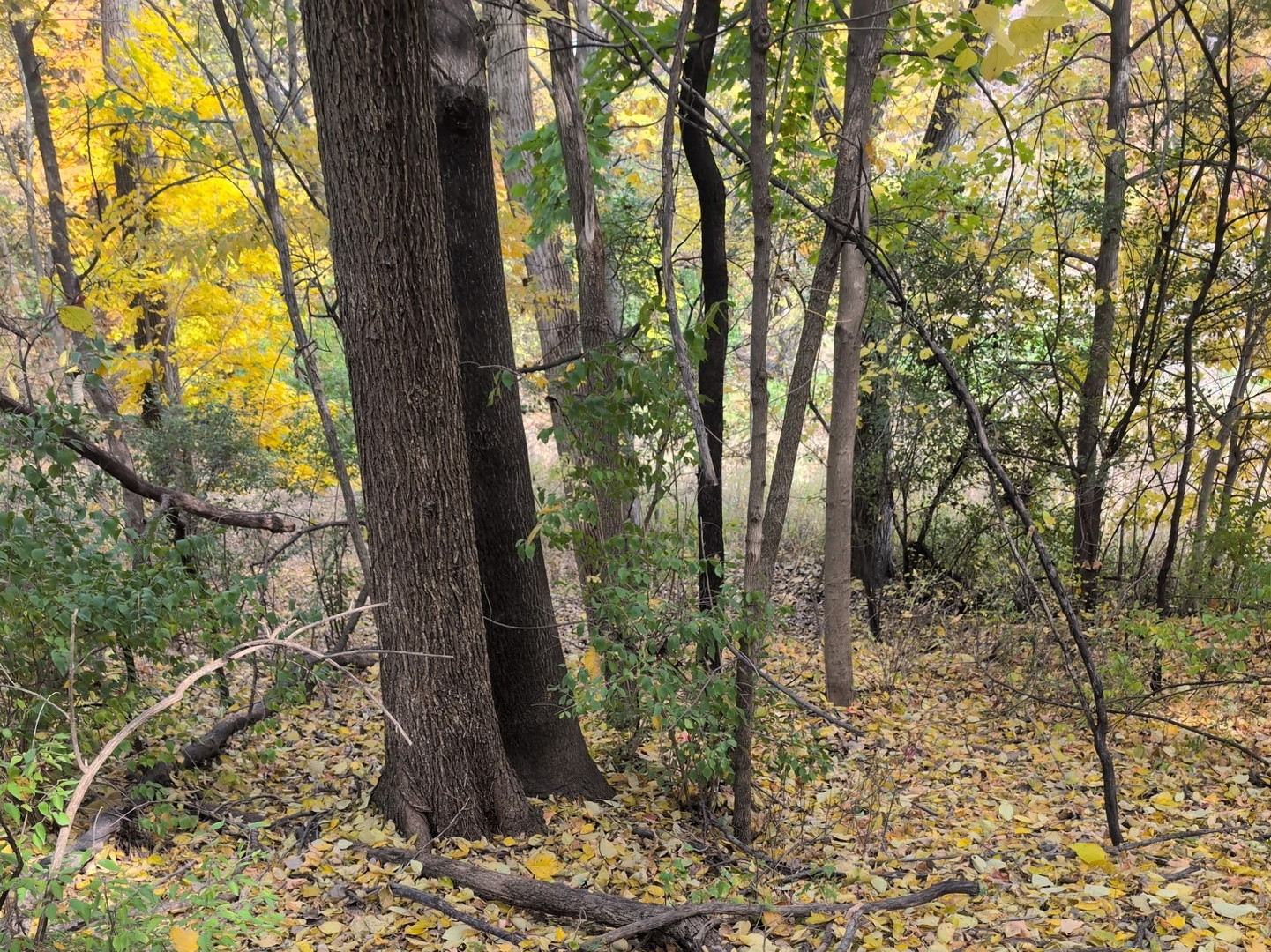 1213 W Park Front Street, Joliet, IL 60436