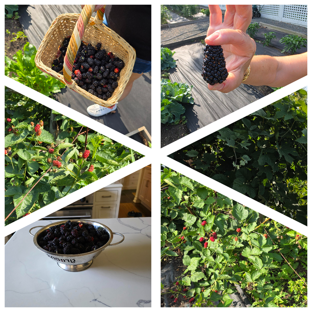 404 Caesar Drive, Barrington Hills, IL 60010