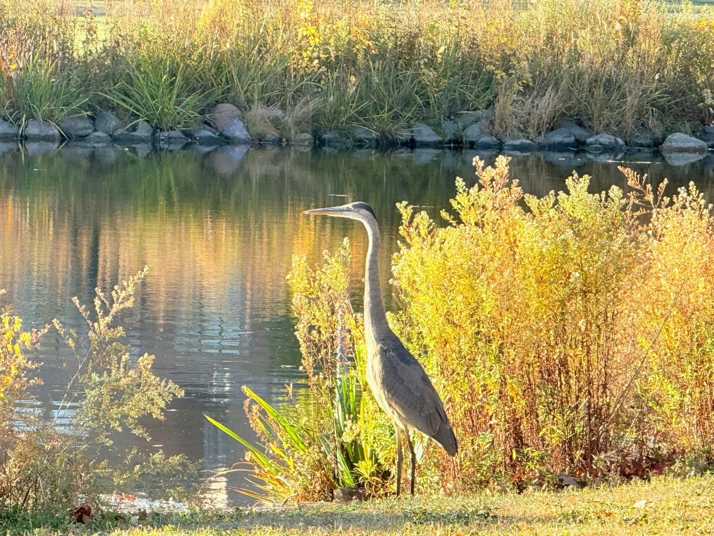 580 Oak Street, Glen Ellyn, IL 60137