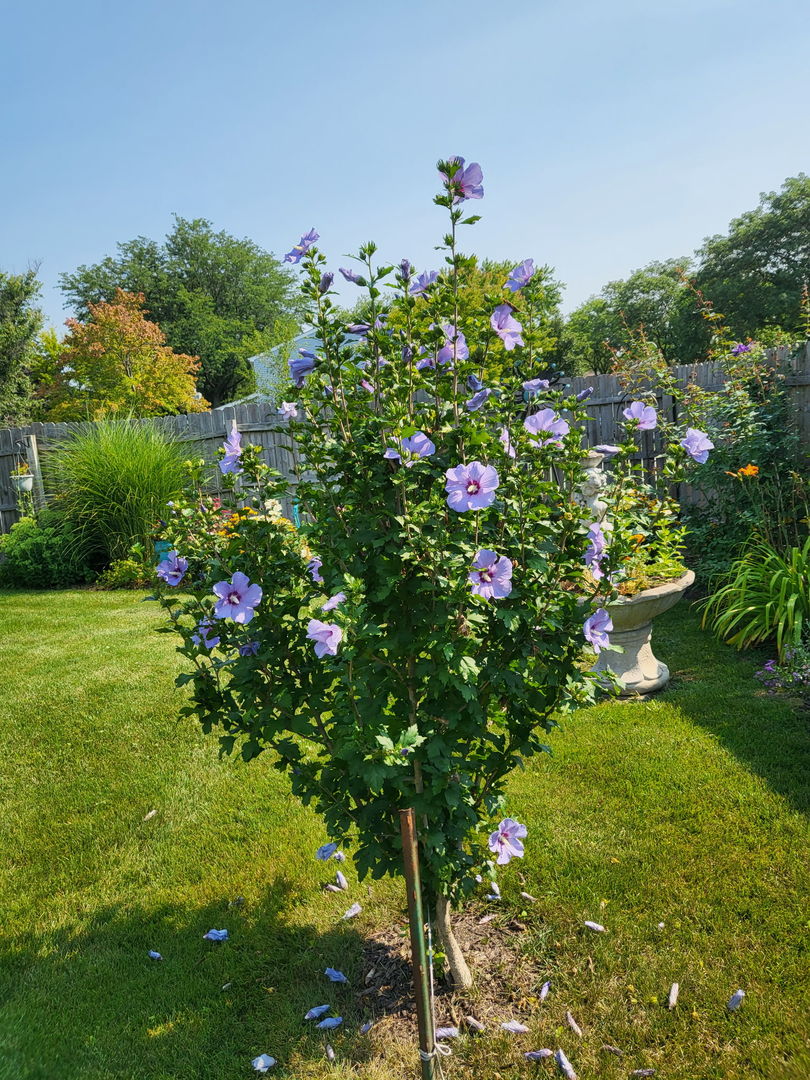 2S631 Angeline Court, Warrenville, IL 60555