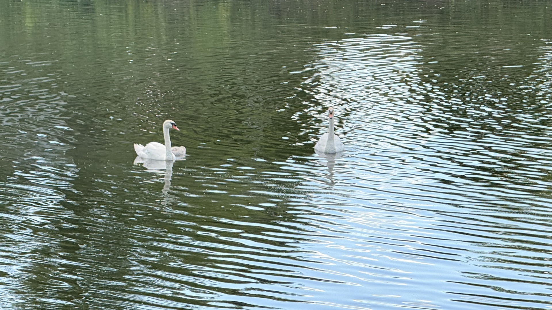 1144 Foxglove Lane #0, Palatine, IL 60074