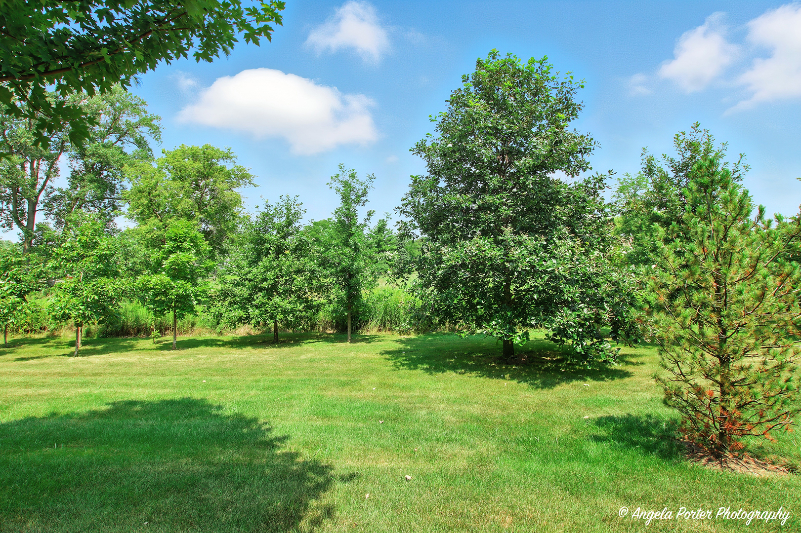 1005 Auburn Lane, Buffalo Grove, IL 60089