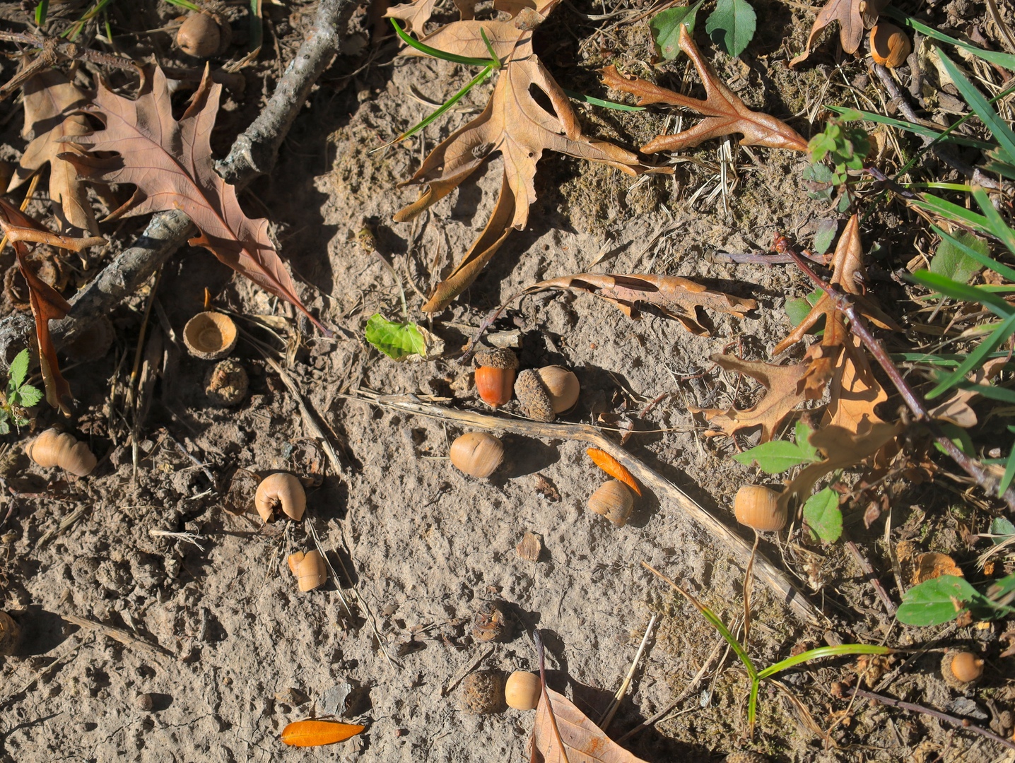 4500 E. River Road, Ridott, IL 61067