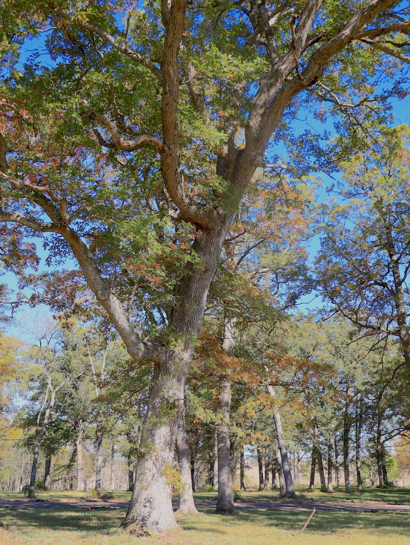 4500 E. River Road, Ridott, IL 61067