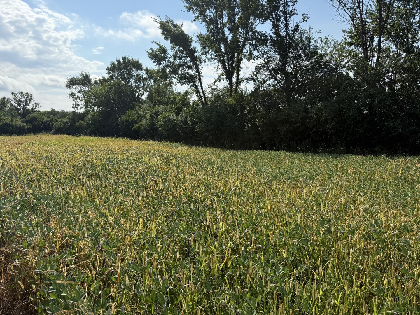 1400 (apx) W Exchange Street, Crete, IL 60417