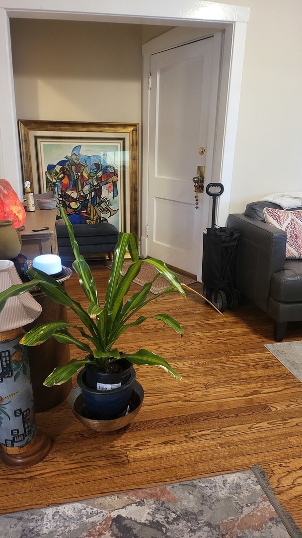 920 Wesley Avenue #1, Oak Park, IL 60304