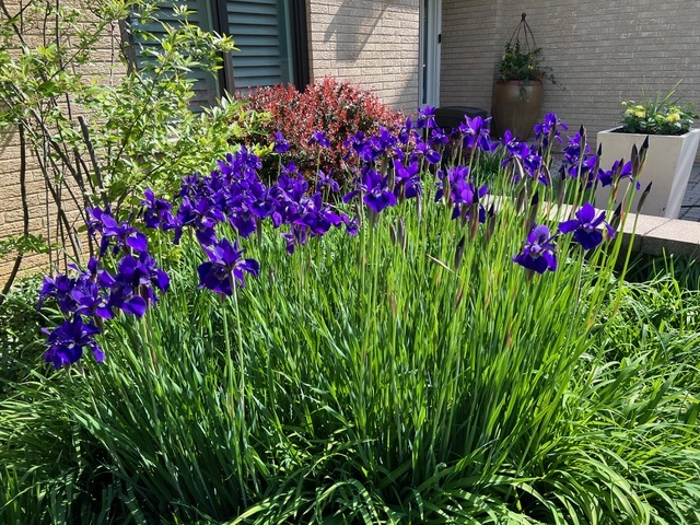 187 E Thompson Drive, Wheaton, IL 60189