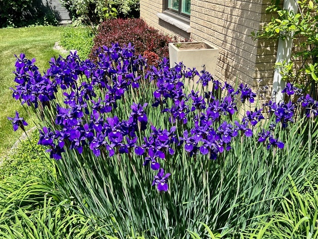187 E Thompson Drive, Wheaton, IL 60189