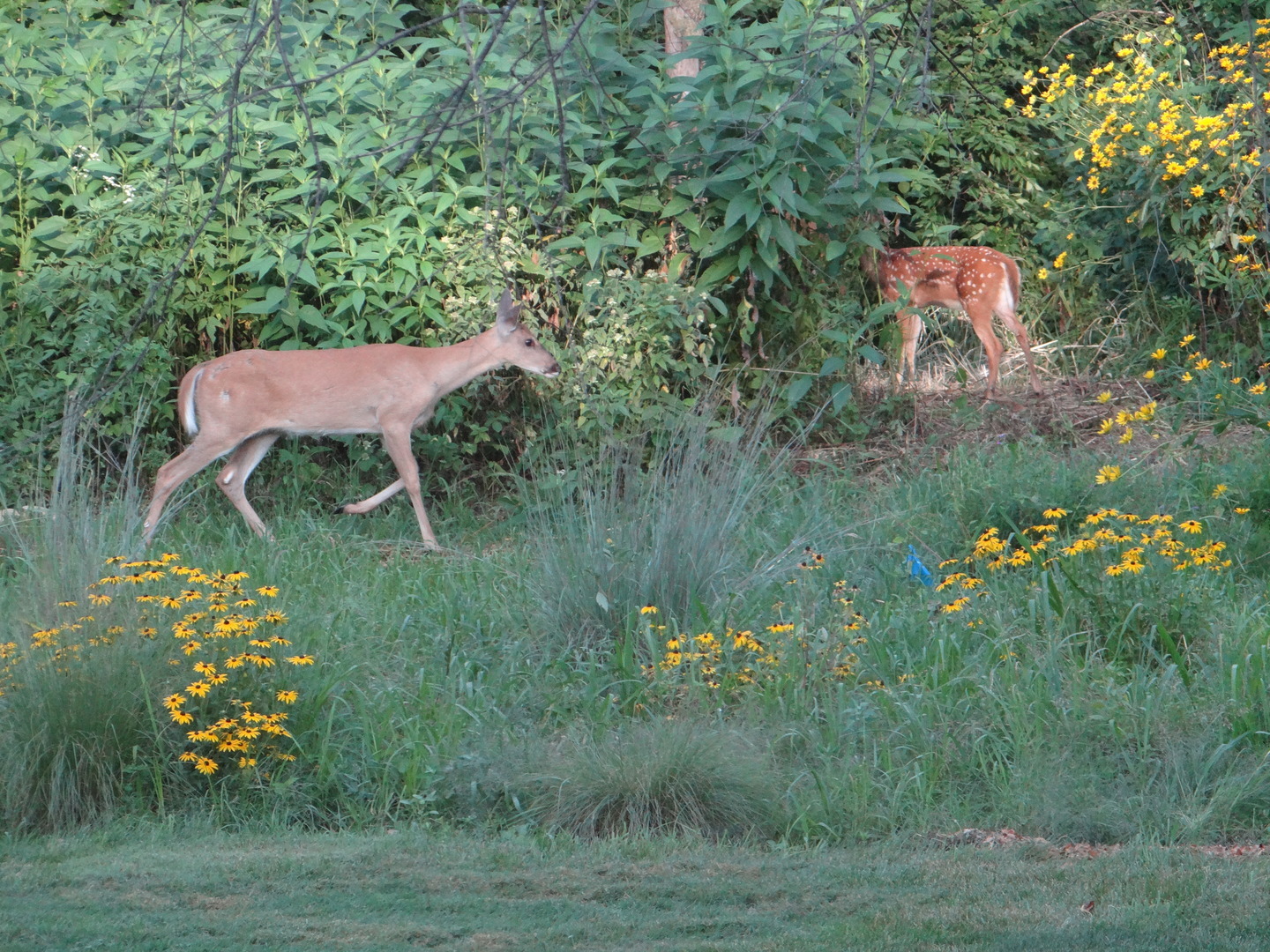 215 Wildflower Lane, La Grange, IL 60525