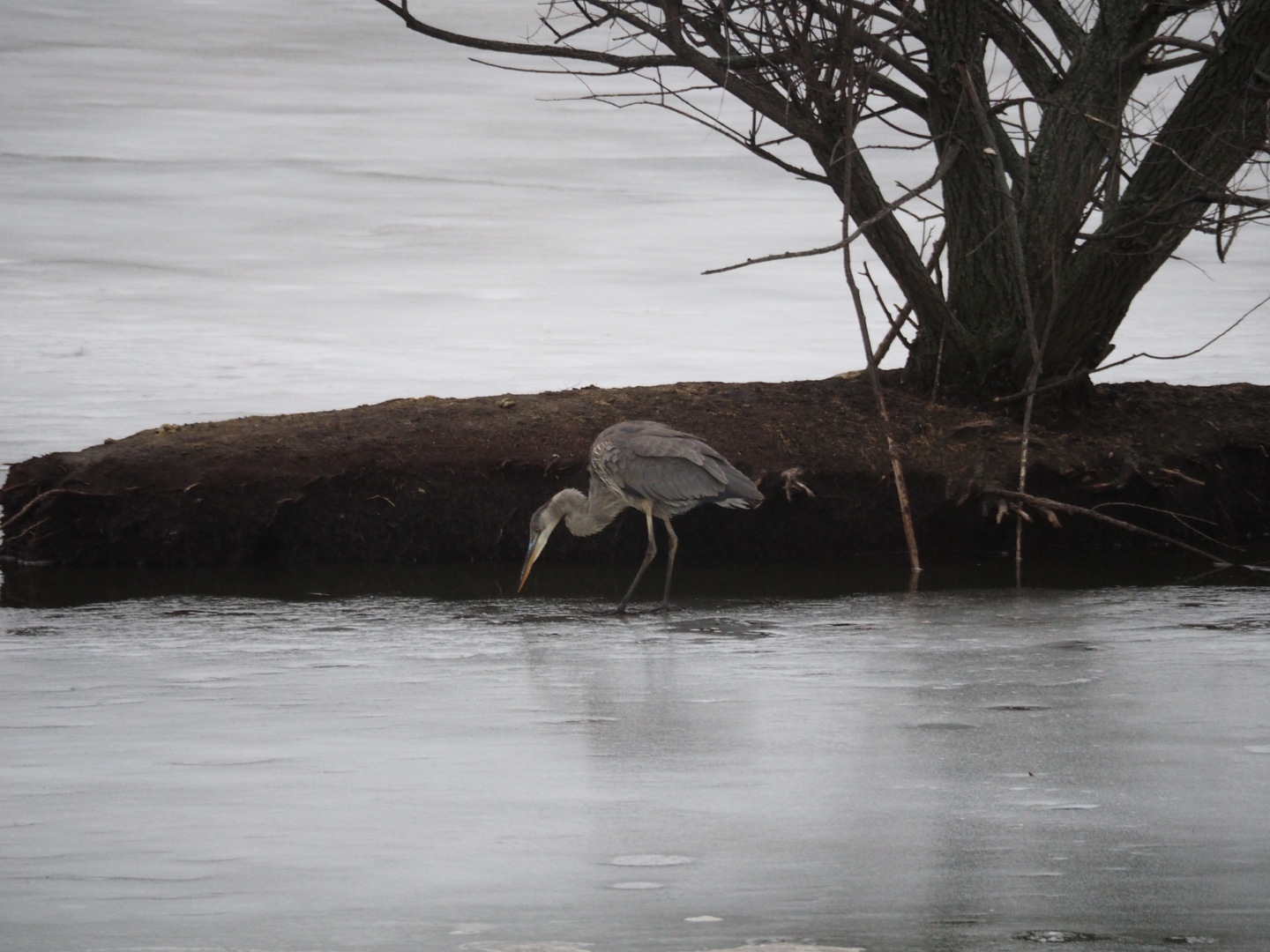 2441 Alan Dale Lane, Yorkville, IL 60560