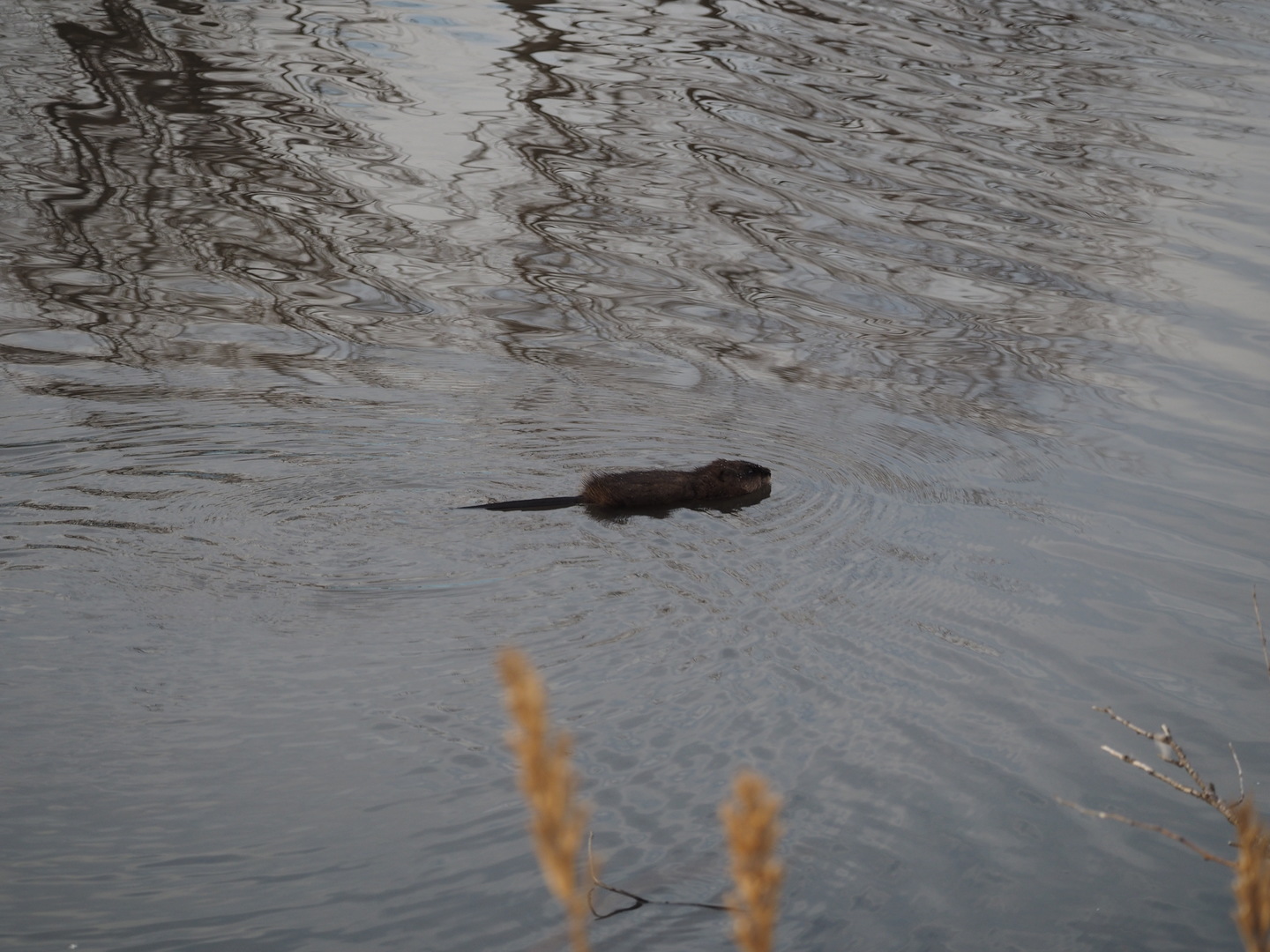 2441 Alan Dale Lane, Yorkville, IL 60560