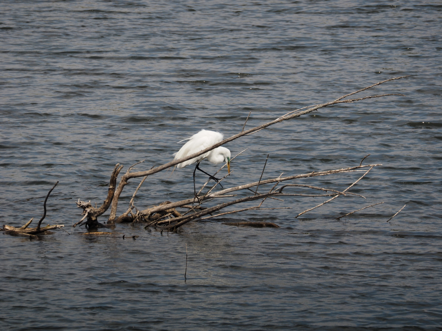 2441 Alan Dale Lane, Yorkville, IL 60560