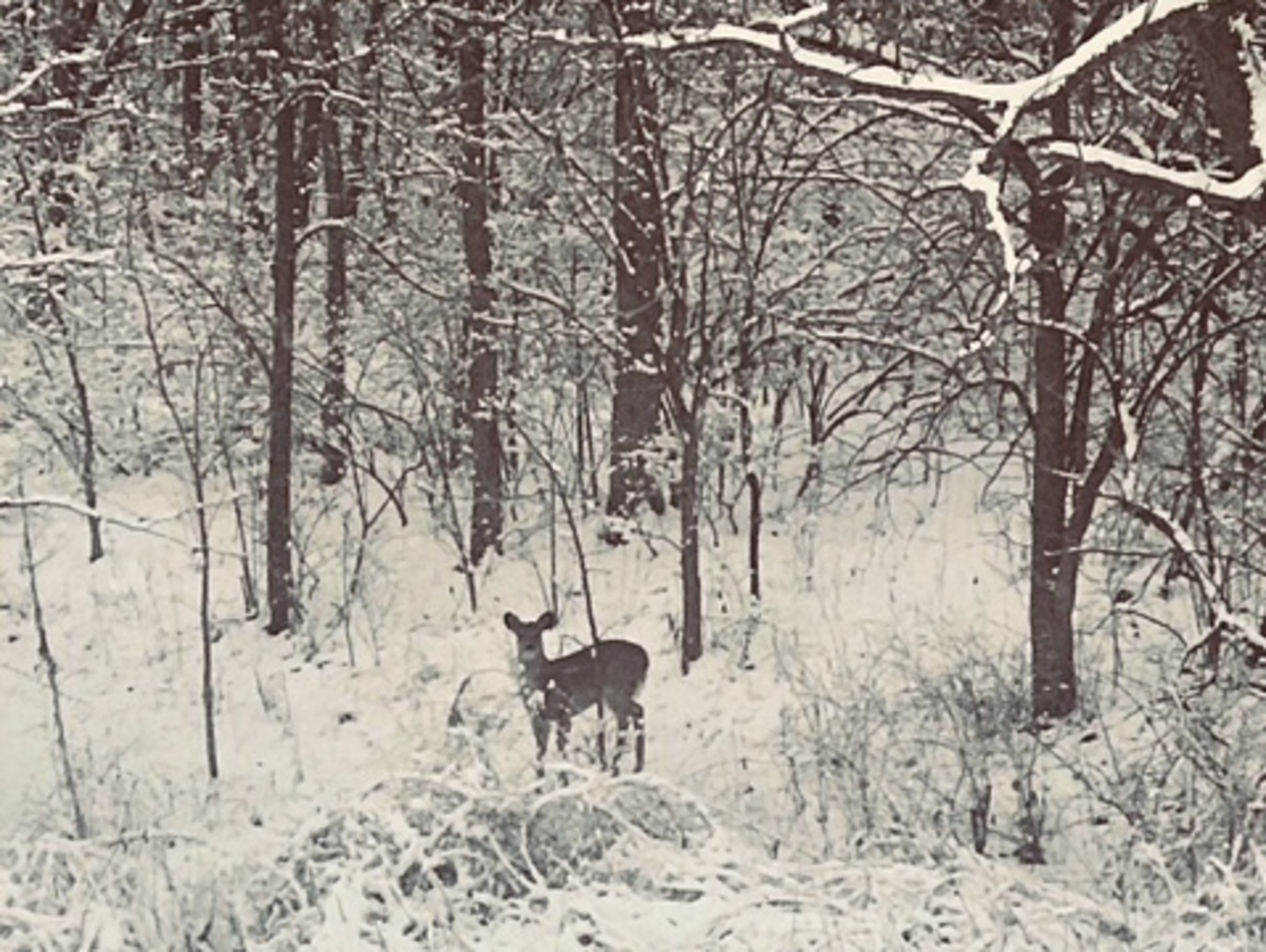 5897 Country Meadow Lane, Clinton, IL 61727