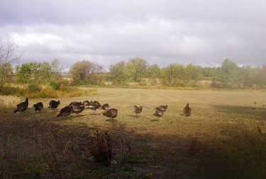 Lot 8 S 80th Avenue, Monee, IL 60449