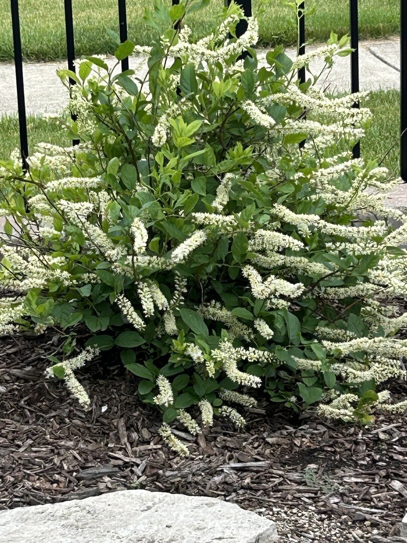 1572 Clemson Drive, Naperville, IL 60565