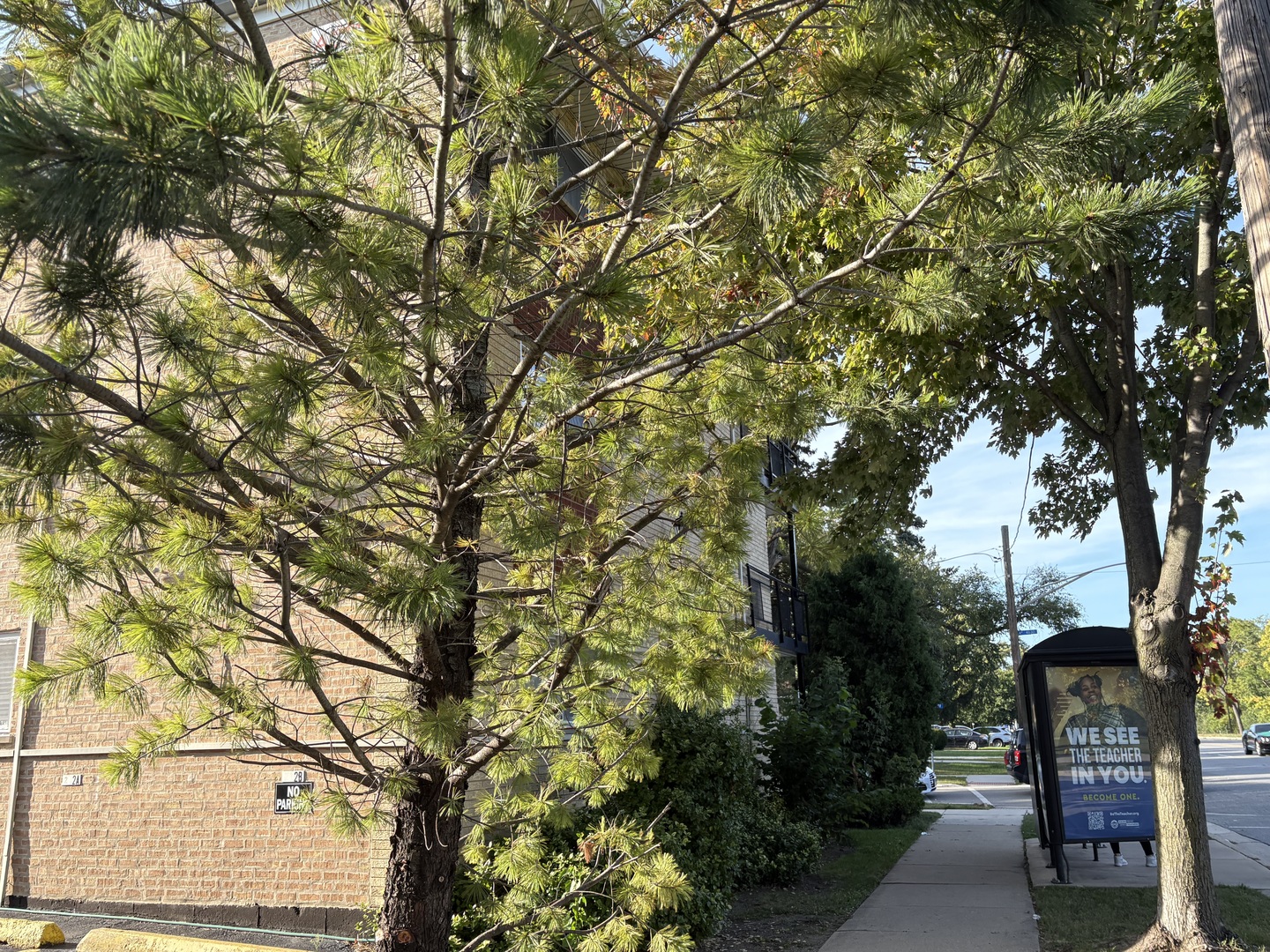 4628 River Road #1B, Schiller Park, IL 60176