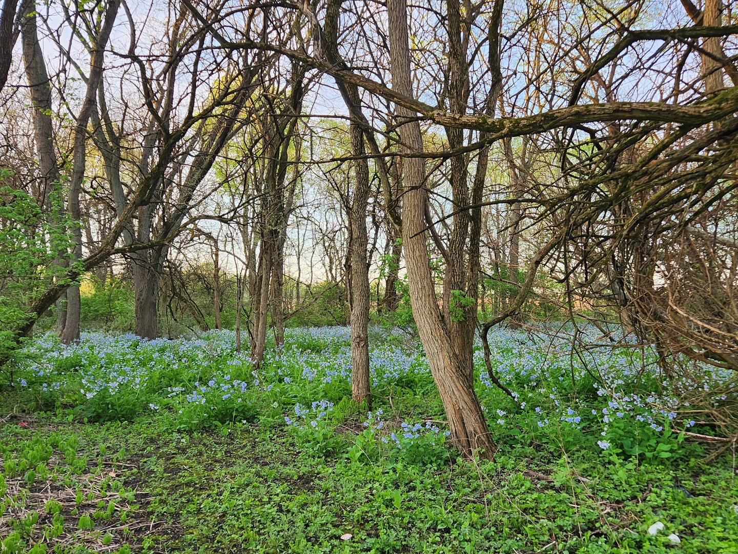 10175 Brown Road, Morris, IL 60450