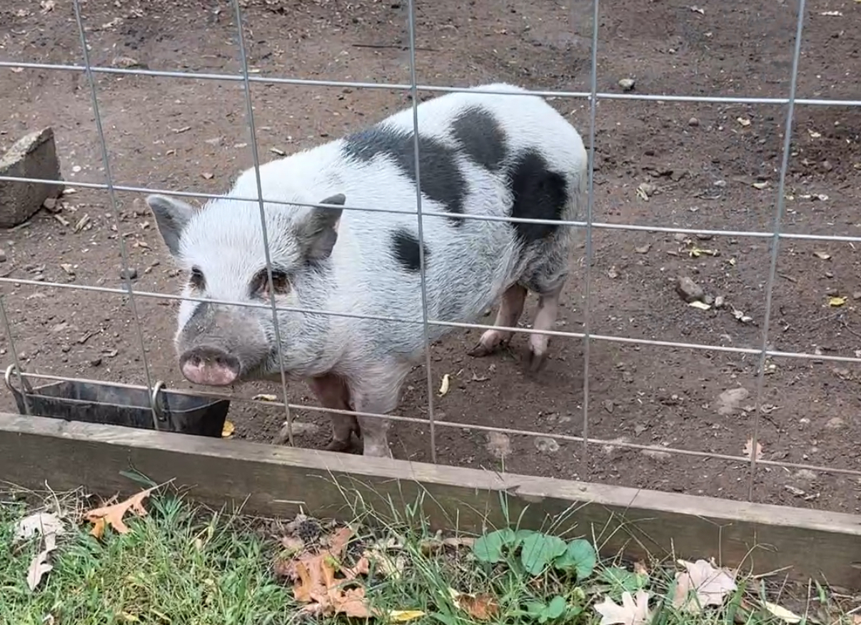 1313 Chatham Lane, Woodstock, IL 60098