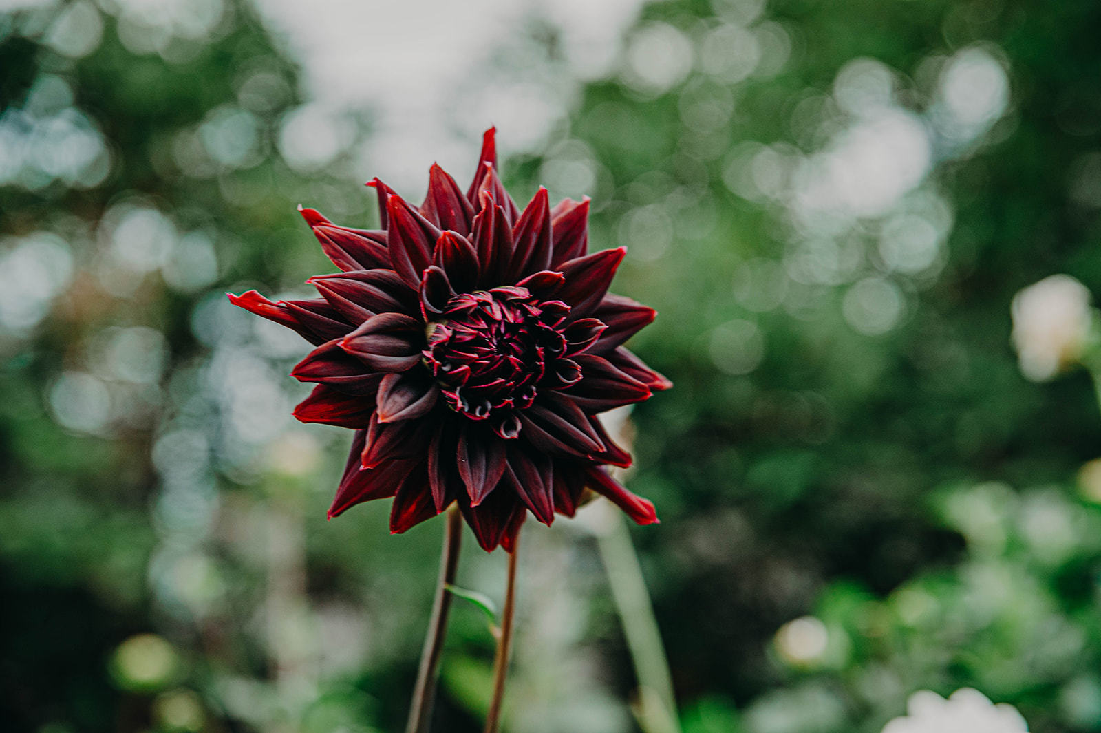 345 e market Street, Somonauk, IL 60552