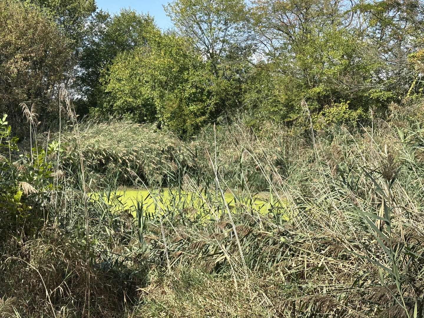 000 N Shelly Avenue, Reddick, IL 60961