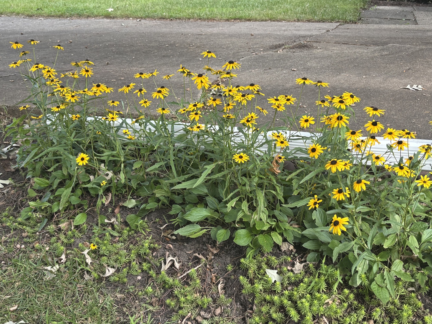 1429 Terry Road, Glendale Heights, IL 60139