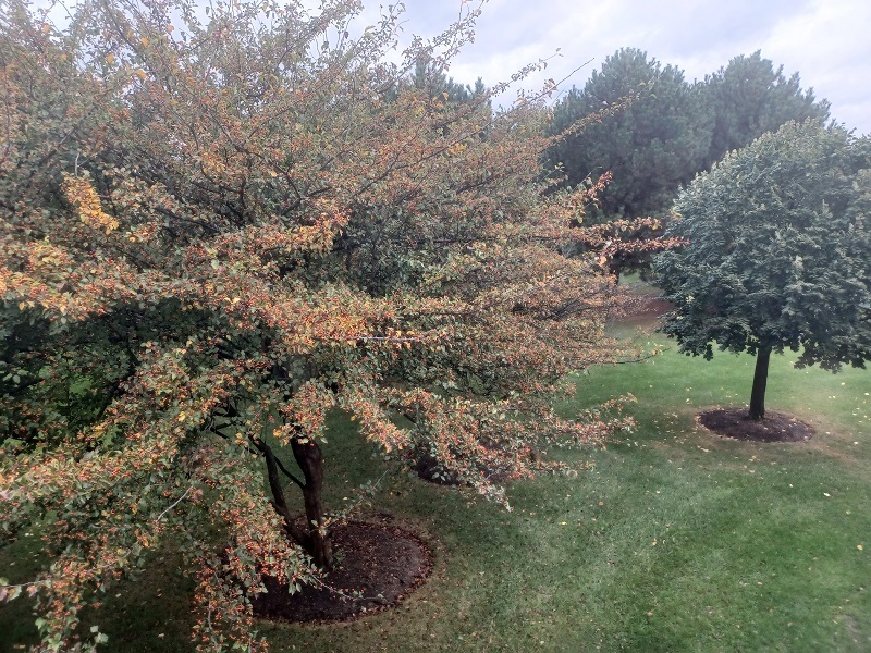 24333 Leski Lane, Plainfield, IL 60585