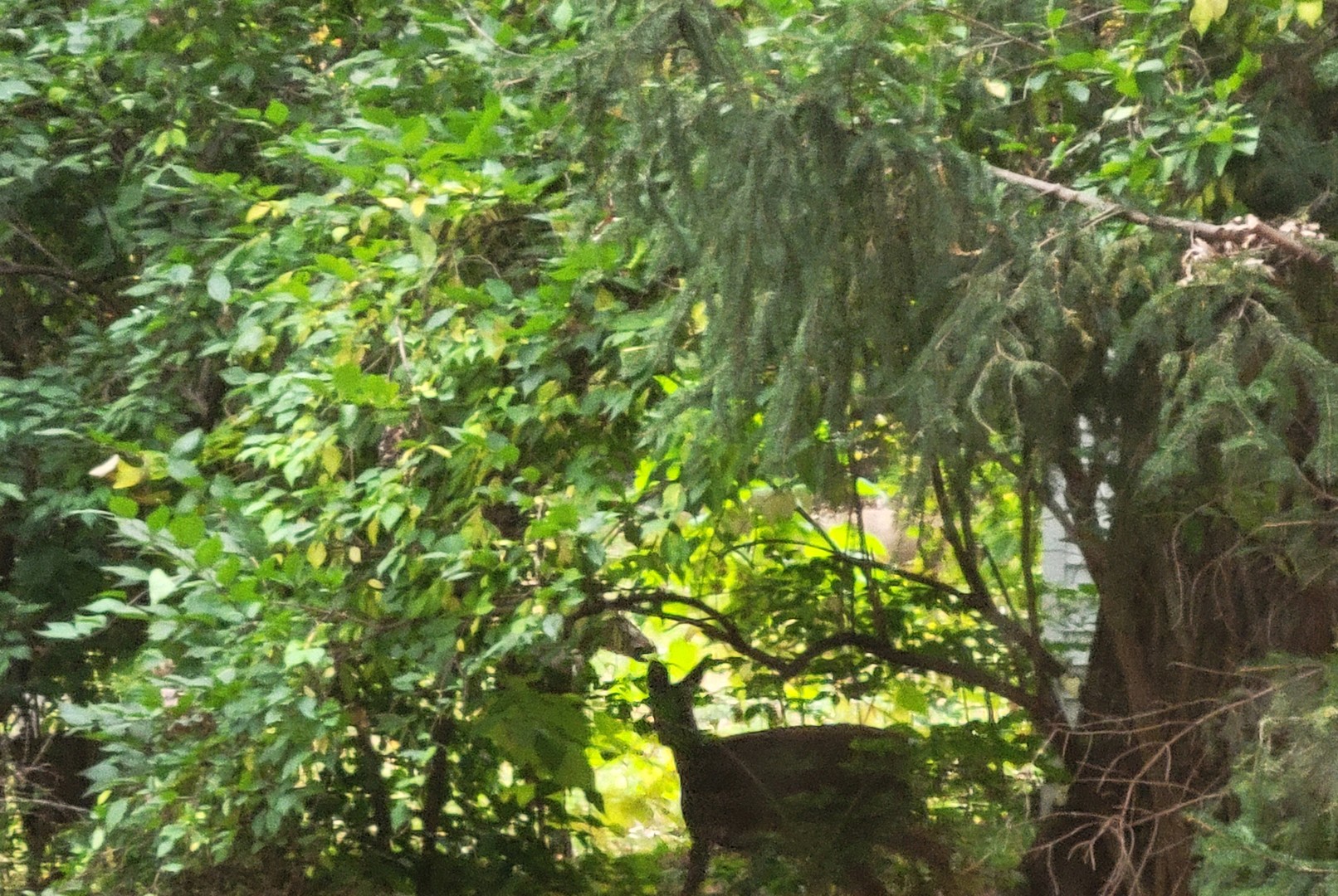 1805 Gilbert Avenue, Downers Grove, IL 60515