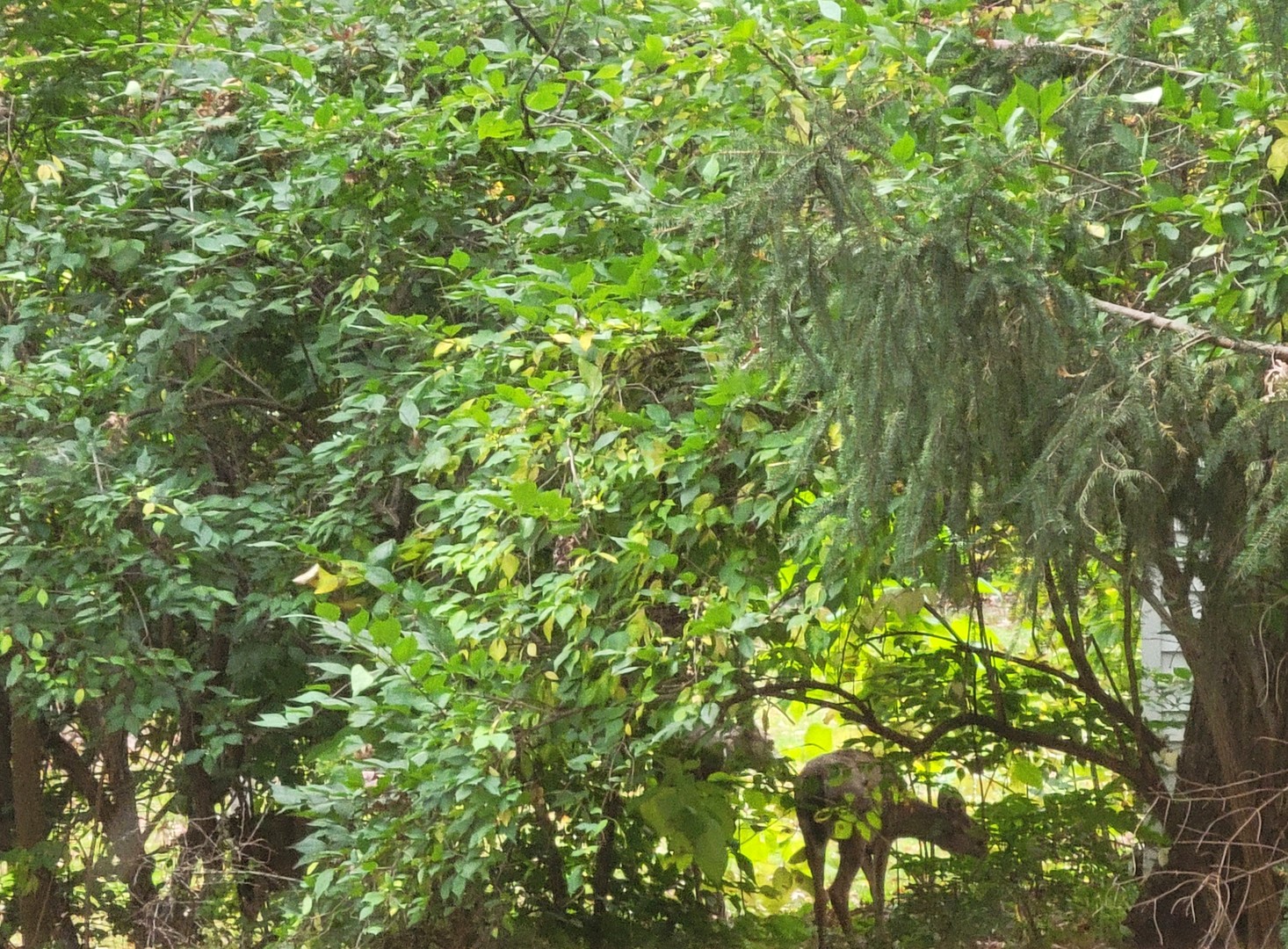 1805 Gilbert Avenue, Downers Grove, IL 60515