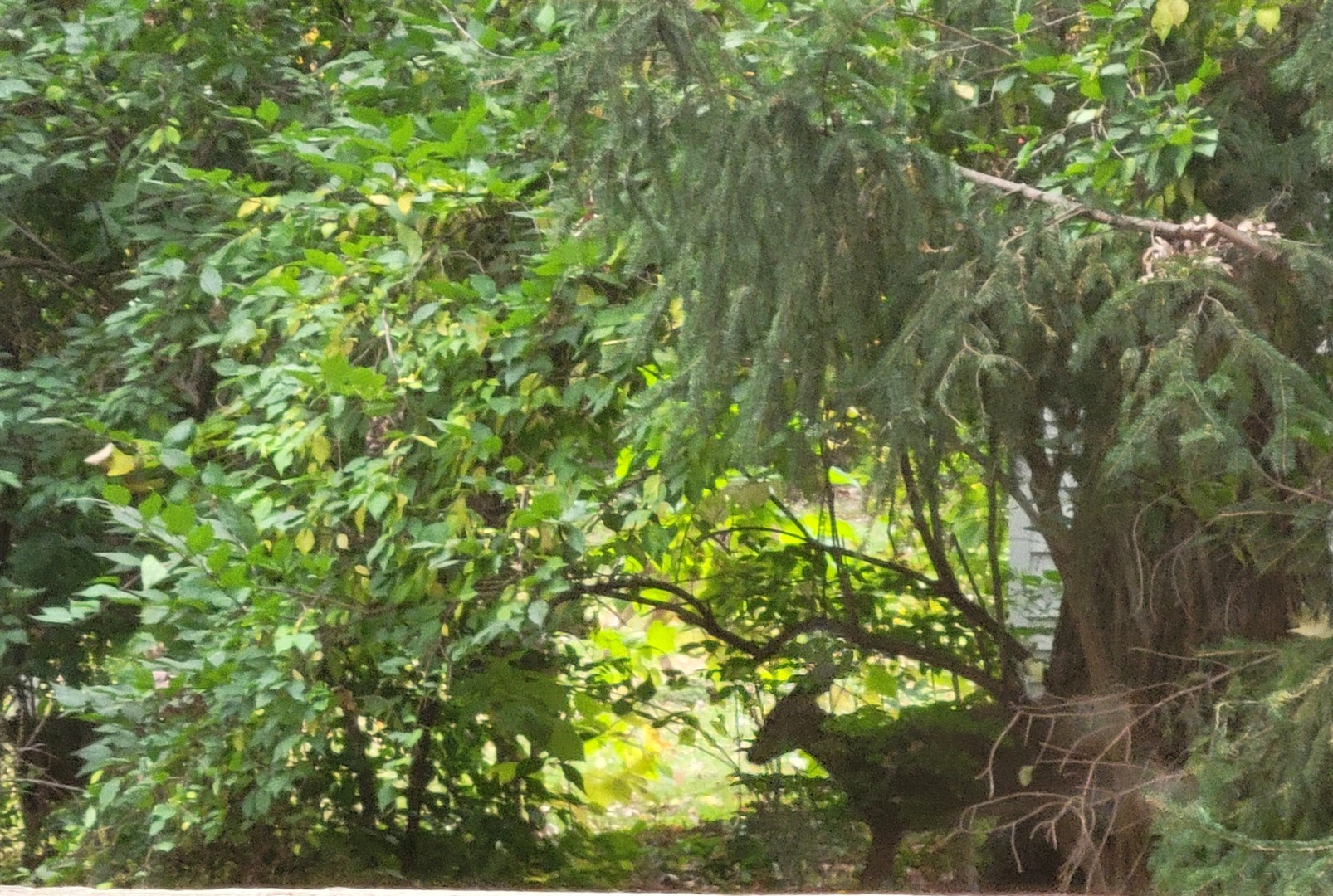 1805 Gilbert Avenue, Downers Grove, IL 60515