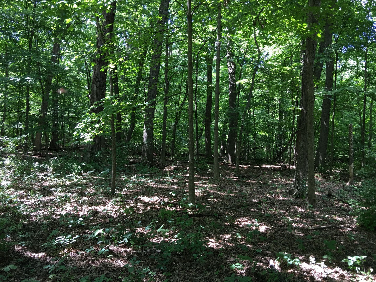 Oak Meadow Lot 3 Hadley Road, Homer Glen, IL 60491
